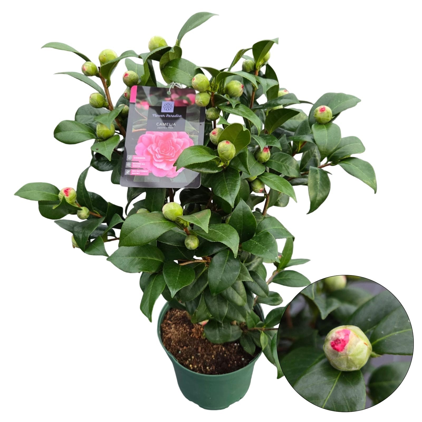 Camellia jap. 'Pink', D 23