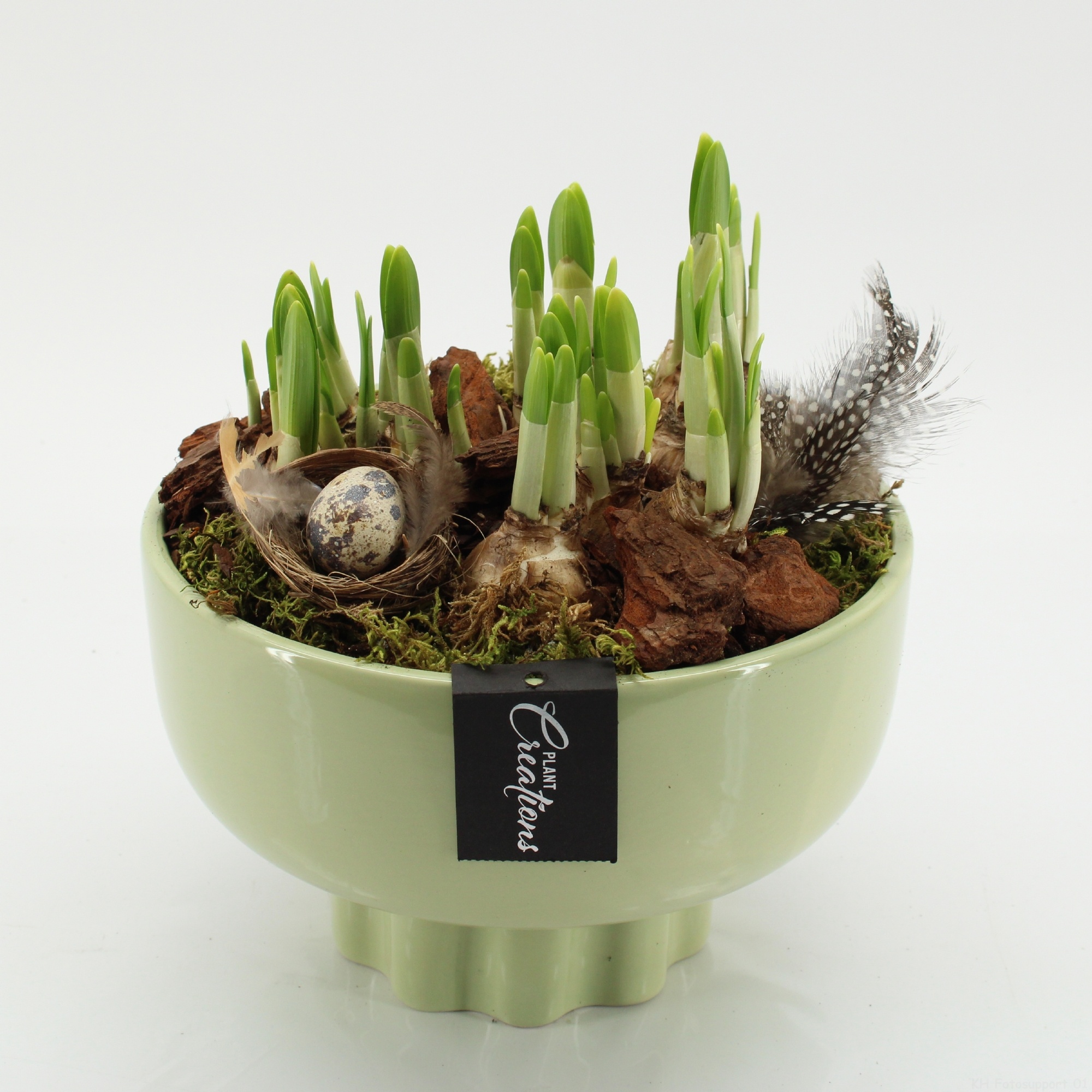 PNCR-2646 Paas narcis creatie, D 22 cm