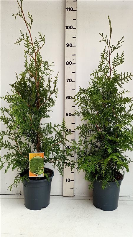 Thuja occ. 'Brabant', D 19 cm Thuja occ. 'Brabant', D 19 cm