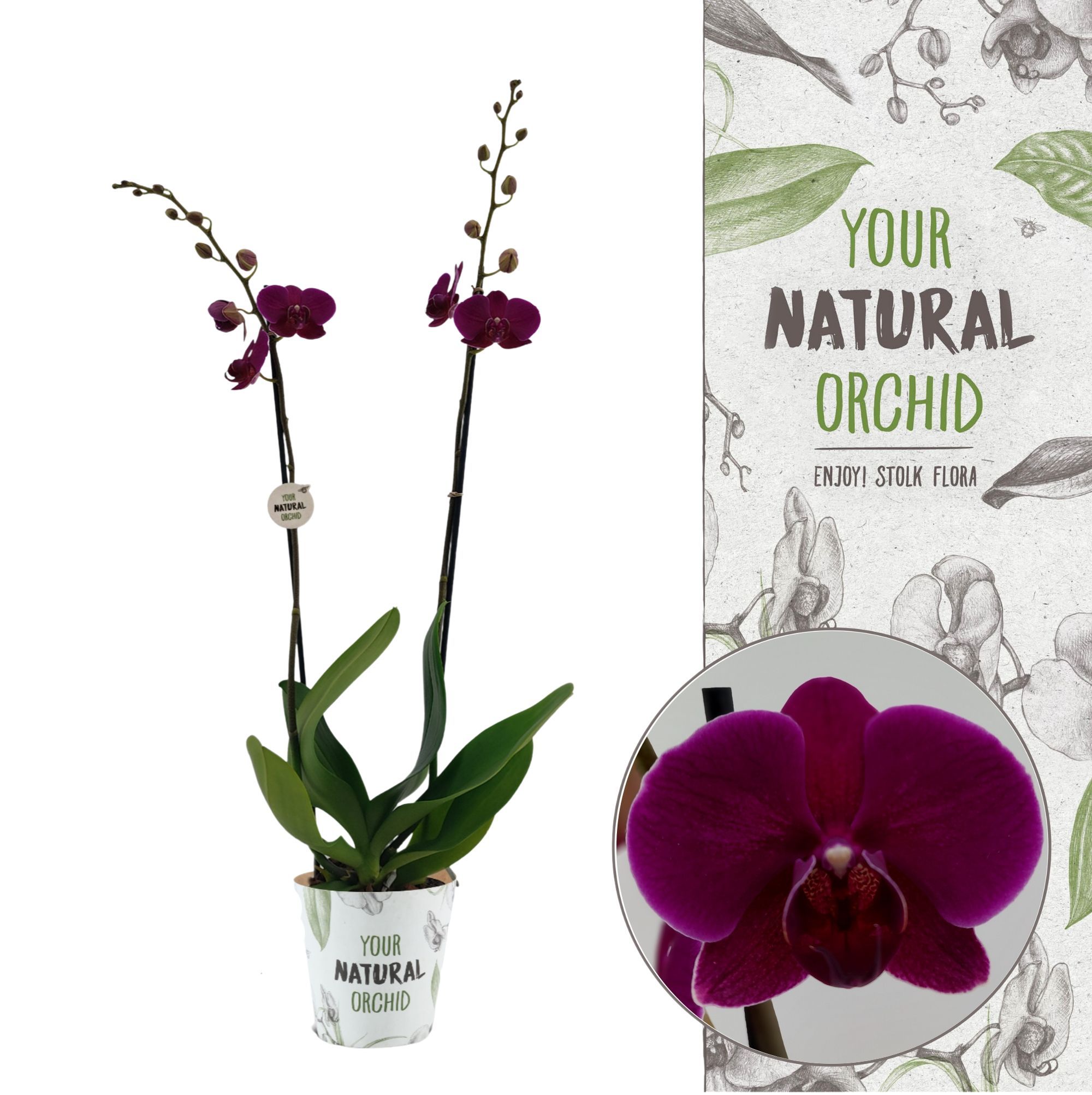 Your Natural Orchid | Bloemfontein | Phalaenopsis 2 spike, D 12 cm Your Natural Orchid | Bloemfontein | Phalaenopsis 2 spike, D 12 cm