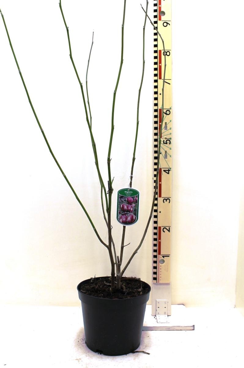 Magnolia soul. 'Lennei', D 23 cm