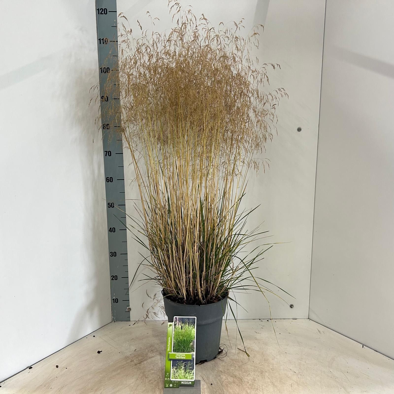 Deschampsia cespitosa 'Tardiflora', D 23