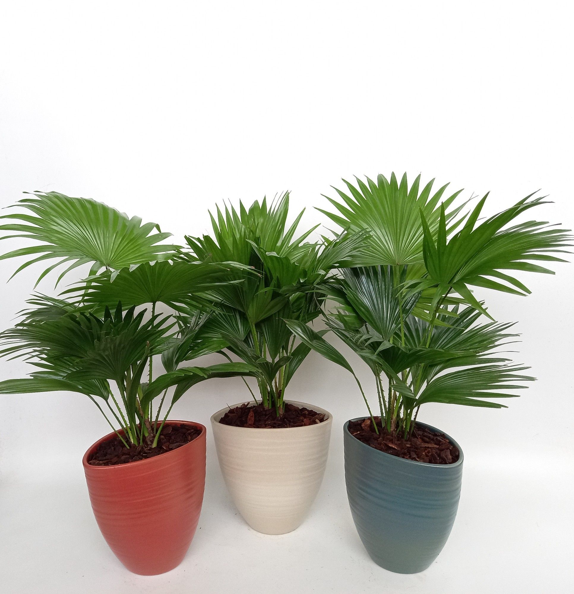 Livistona in Avani Pearl mix kleuren, D 22