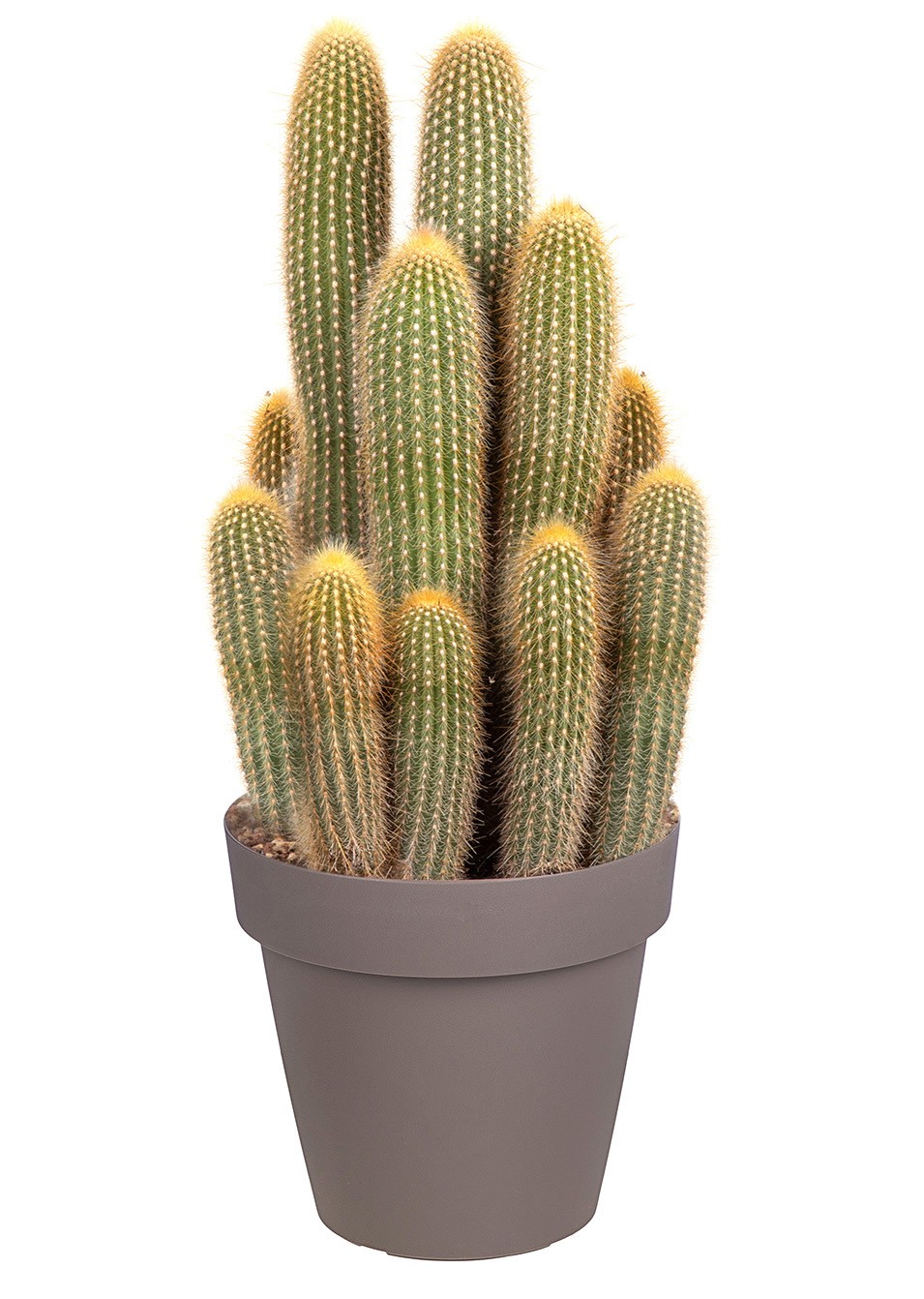 VATRICANIA GUENTHERI - POT Ø 25 (CACTUS), D 25 cm
