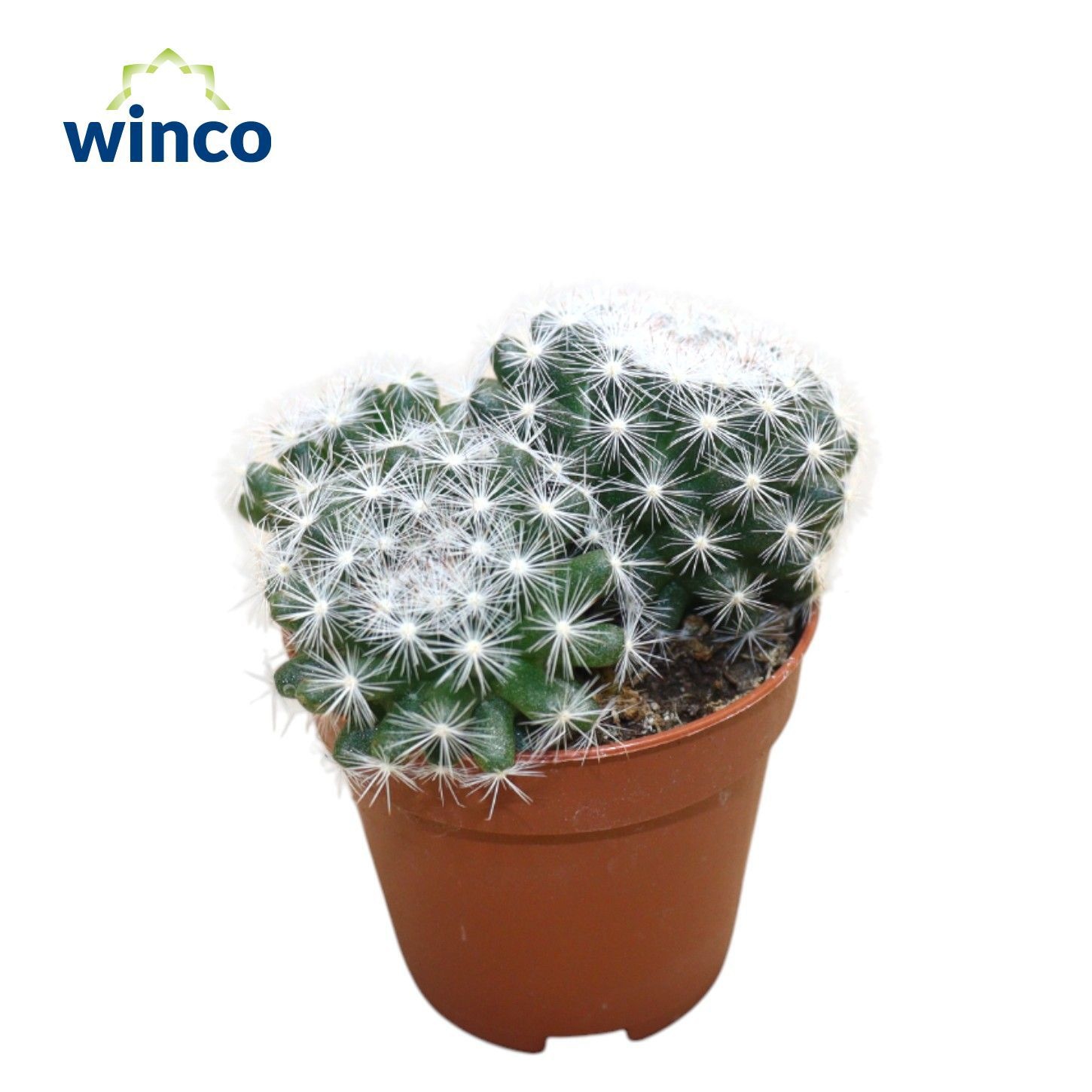 Mammillaria Candida, D 5,5