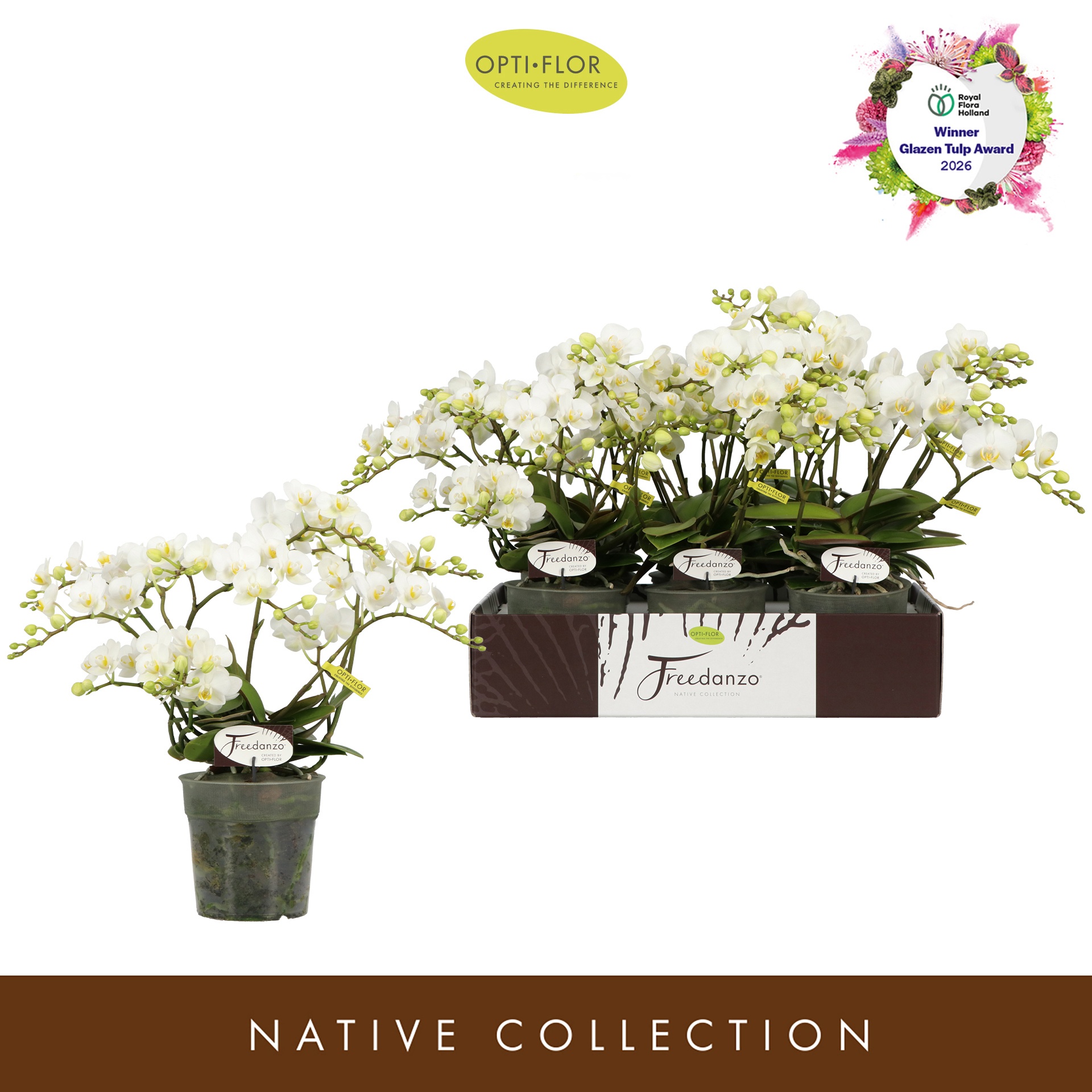 Freedanzo Dove >4/6 spike, D 12 cm