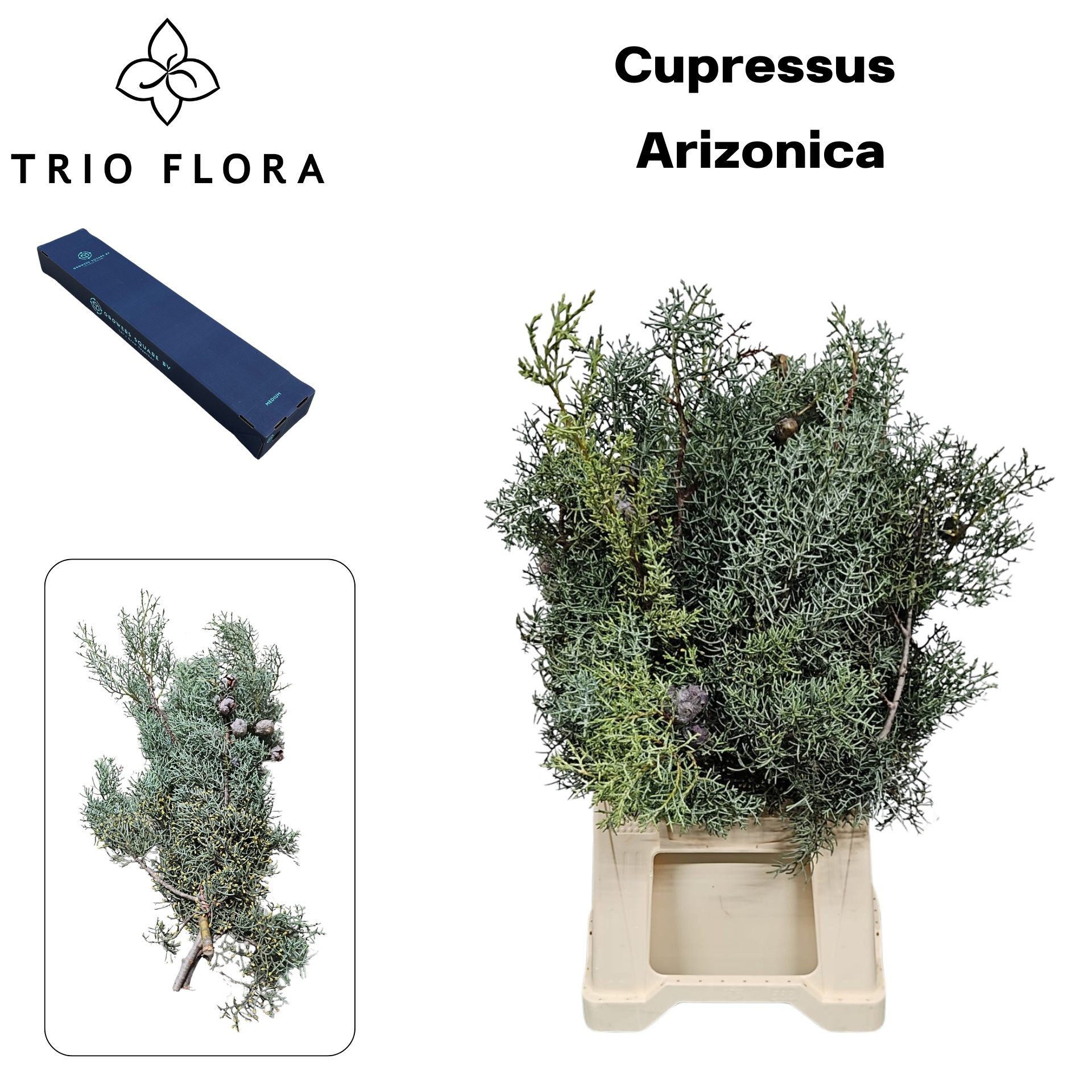 Кипарис Аризоника 60, шт.