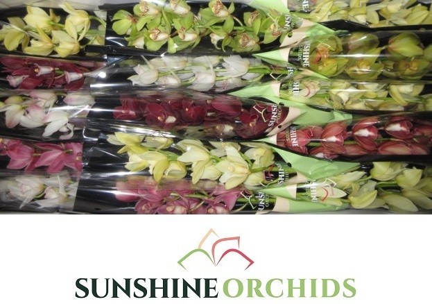 Цимбидиум мини Микс x15 50, шт.