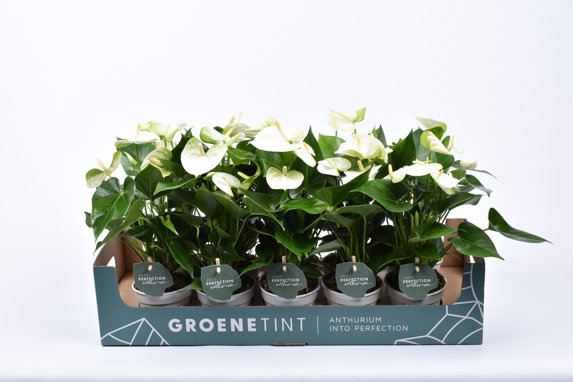 Anthurium Namora 9cm in kartonnen showdoos, D 9
