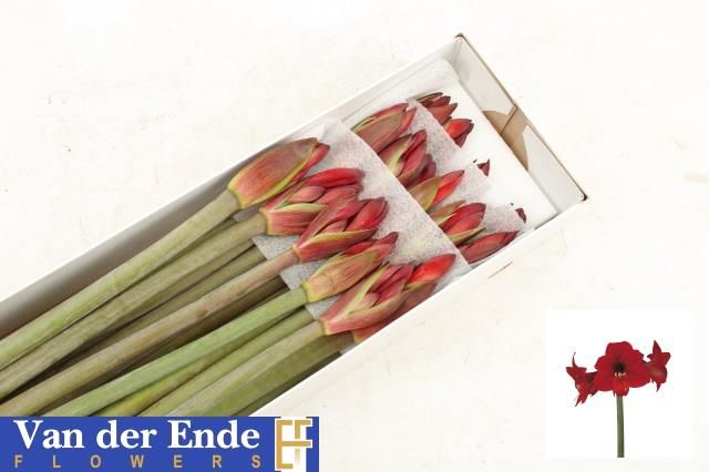 Амарилис Миди Рапидо (красн.) x18, шт.