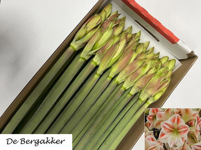 Амарилис Карамба (бело-красн.) x30, шт.