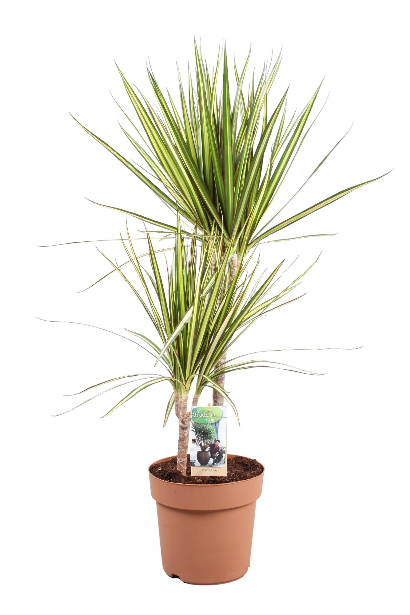 Dracaena Sunray 45-15, D 21