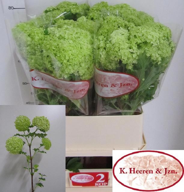 Вибурнум Розеум 80 (зел.), шт.