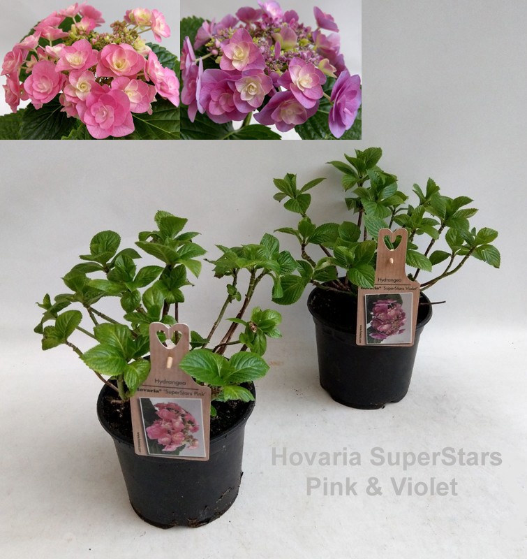 Hydrangea Hovaria SuperStars Mix Garden 19cm, D 19