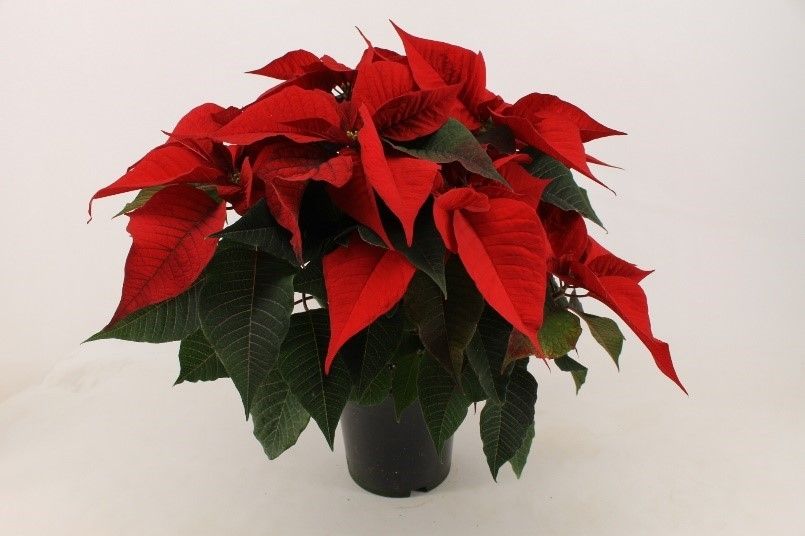 304 ADH : P19 kerstster roze/rood, D 19