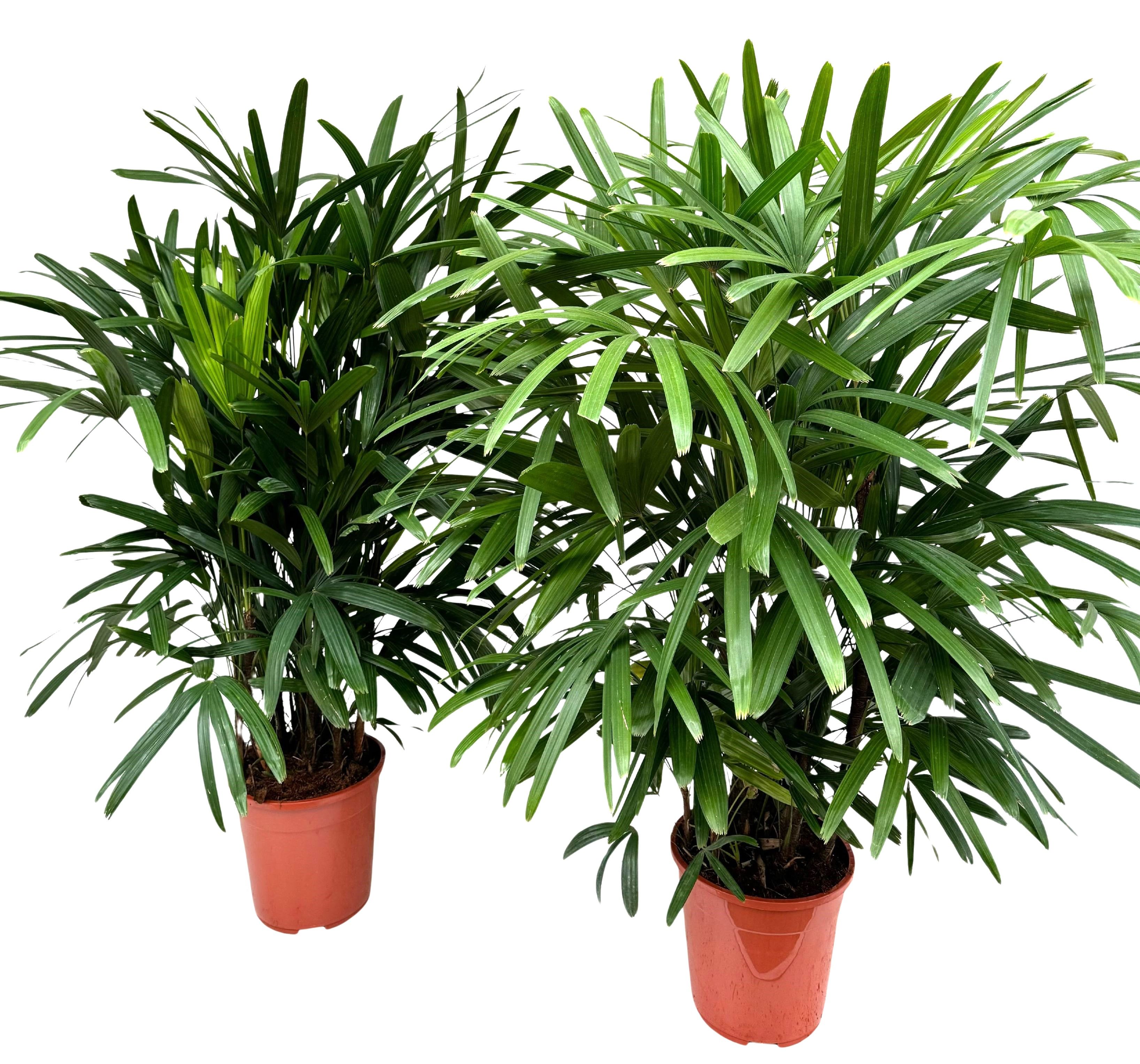 Rhapis excelsa P21, D 21