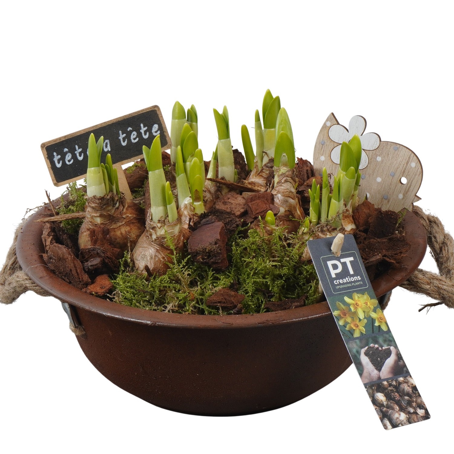 PTN8527 Arrangement Narcissus in zink schaal, D 24