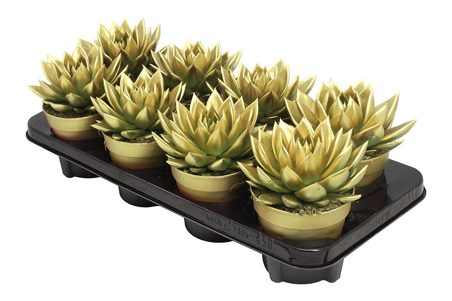 Miranda coloured gold, D 12 cm