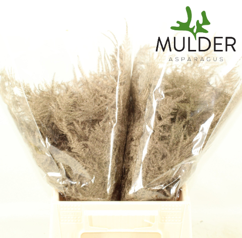 Аспарагус Овериг Крашеный (краш. ) 45, шт.