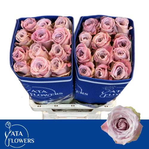 Роза од. Фейт 60, шт.