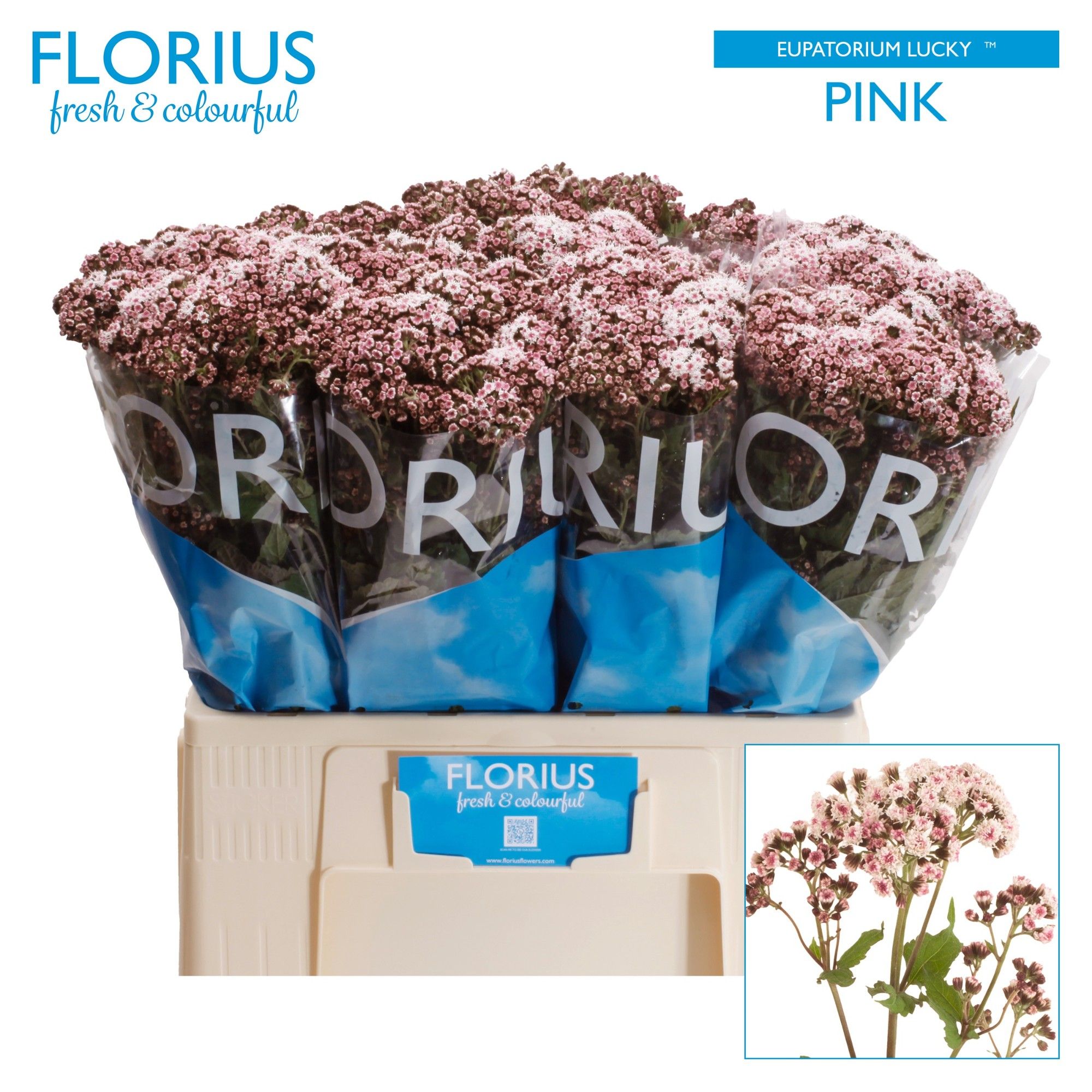 Евпаториум Лаки Пинк 60, шт.