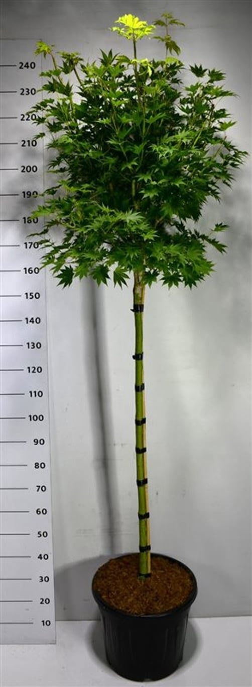 Acer shirasawanum 'Jordan', D 40