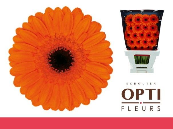 Гермини Карамба, шт.