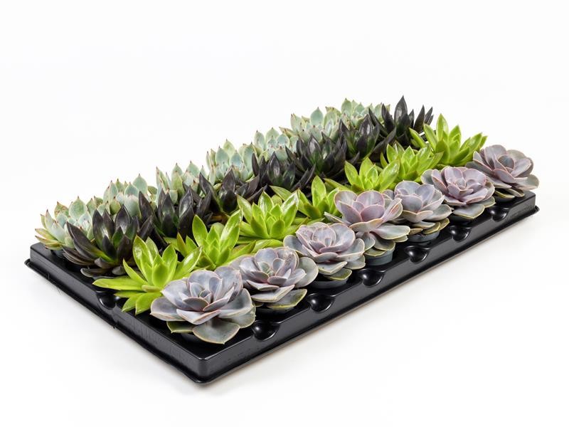 ECHEVERIA MIX, D 6 cm