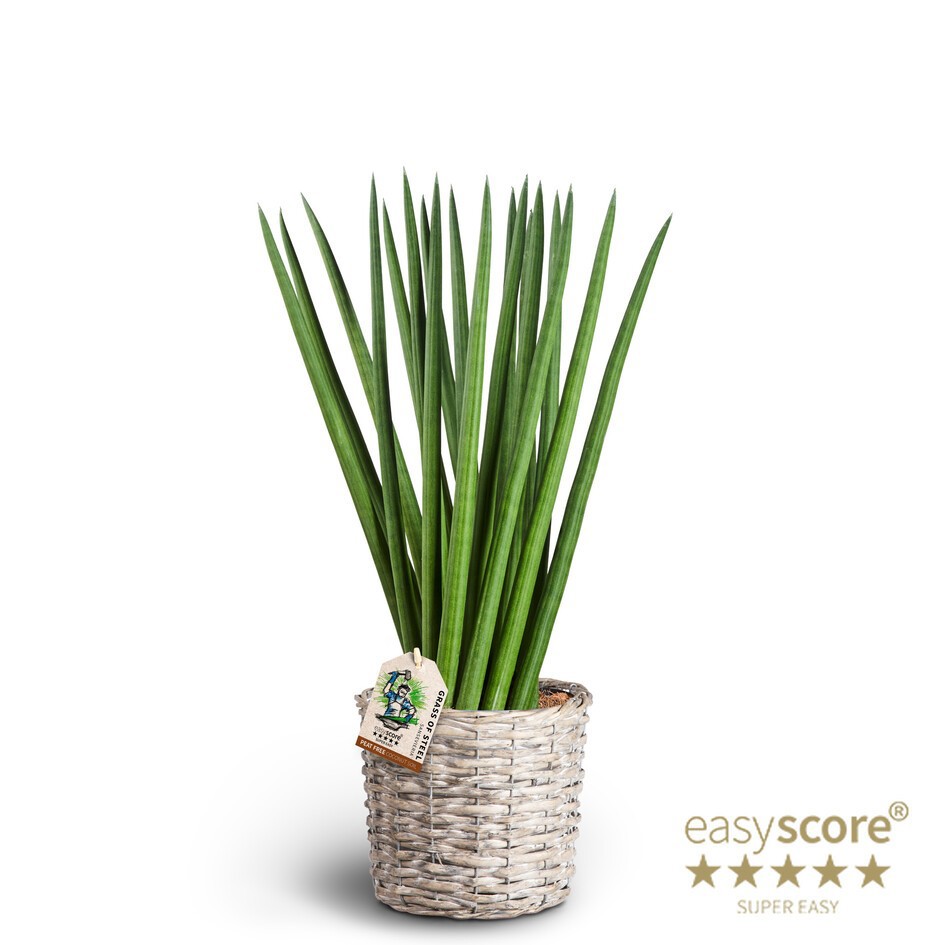 Basket, Sansevieria ´Spaghetti´, D 19