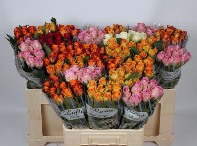 Роза од. Микс в баке 60, шт.