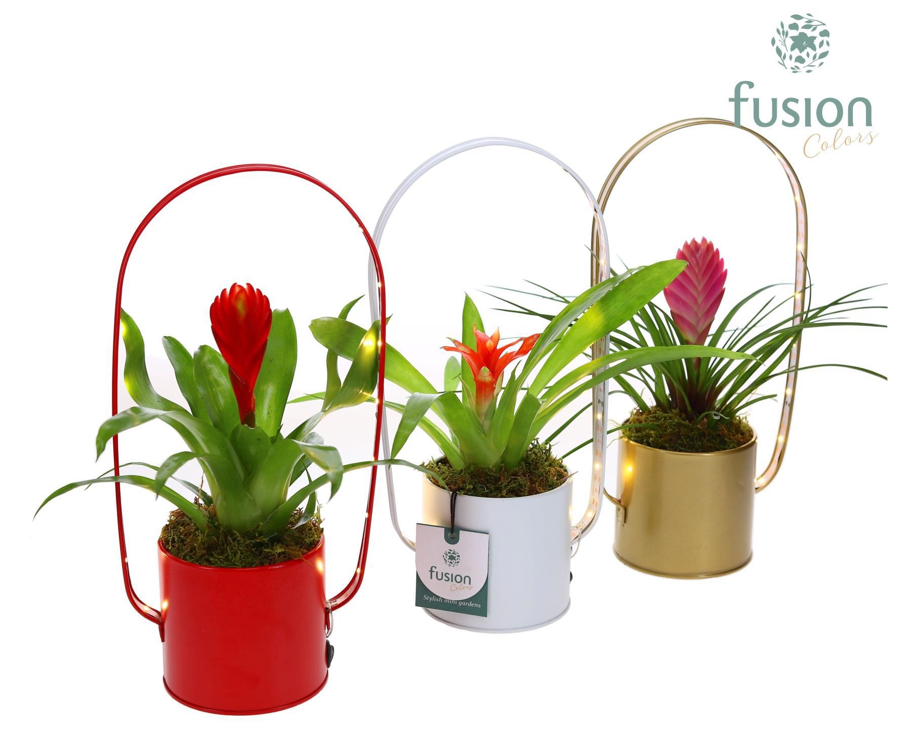 Led planter zink boog met Bromelia, D 9