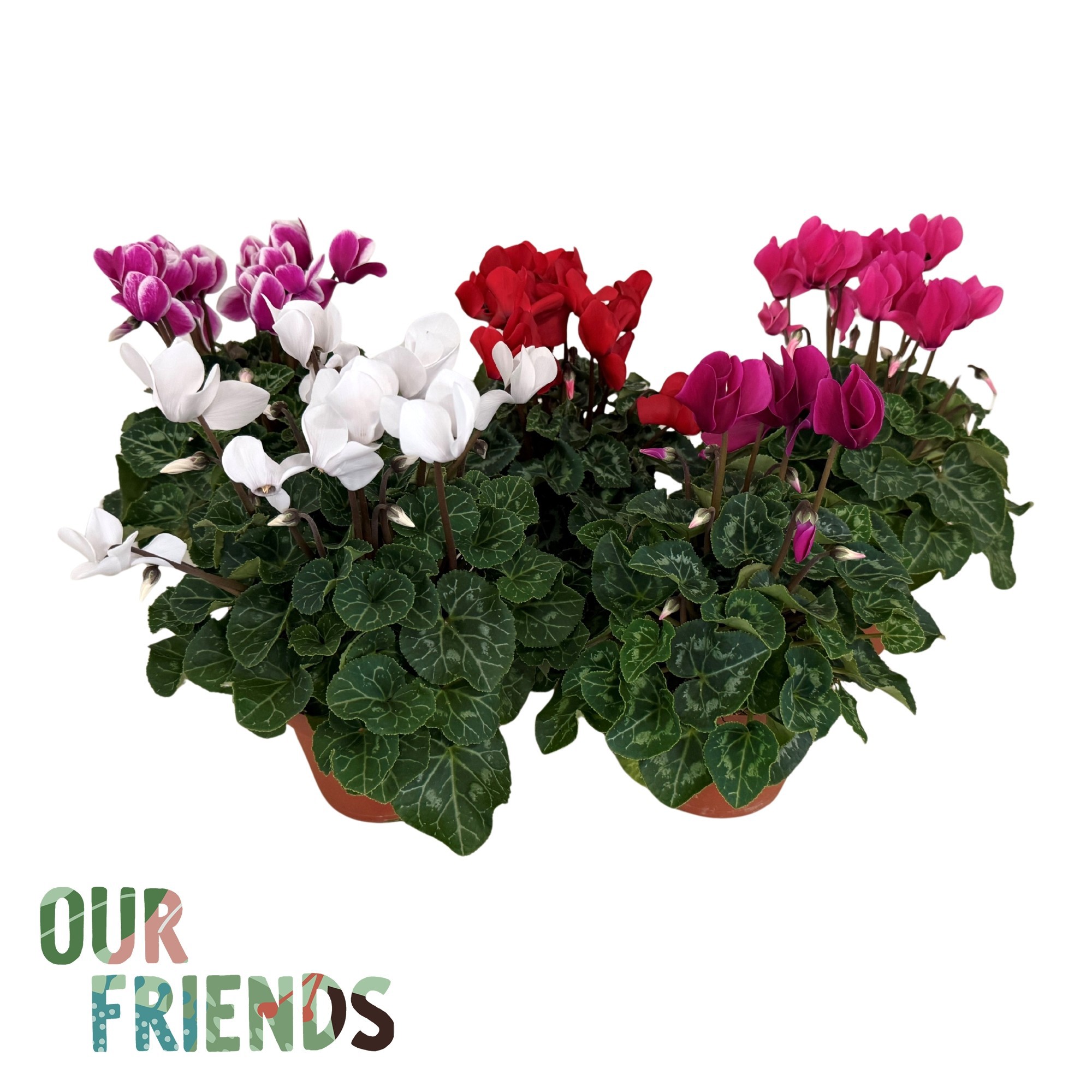 Cyclamen Elegante Mix | Our Friends, D 12 cm