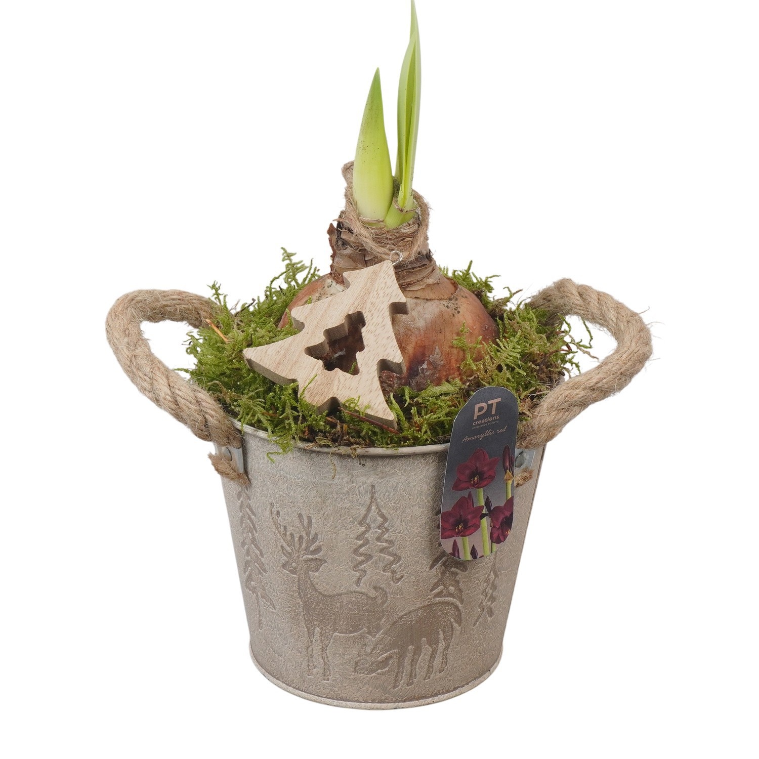 PTACH2473 Arrangement Amaryllis Christmas in metalen pot, D 13