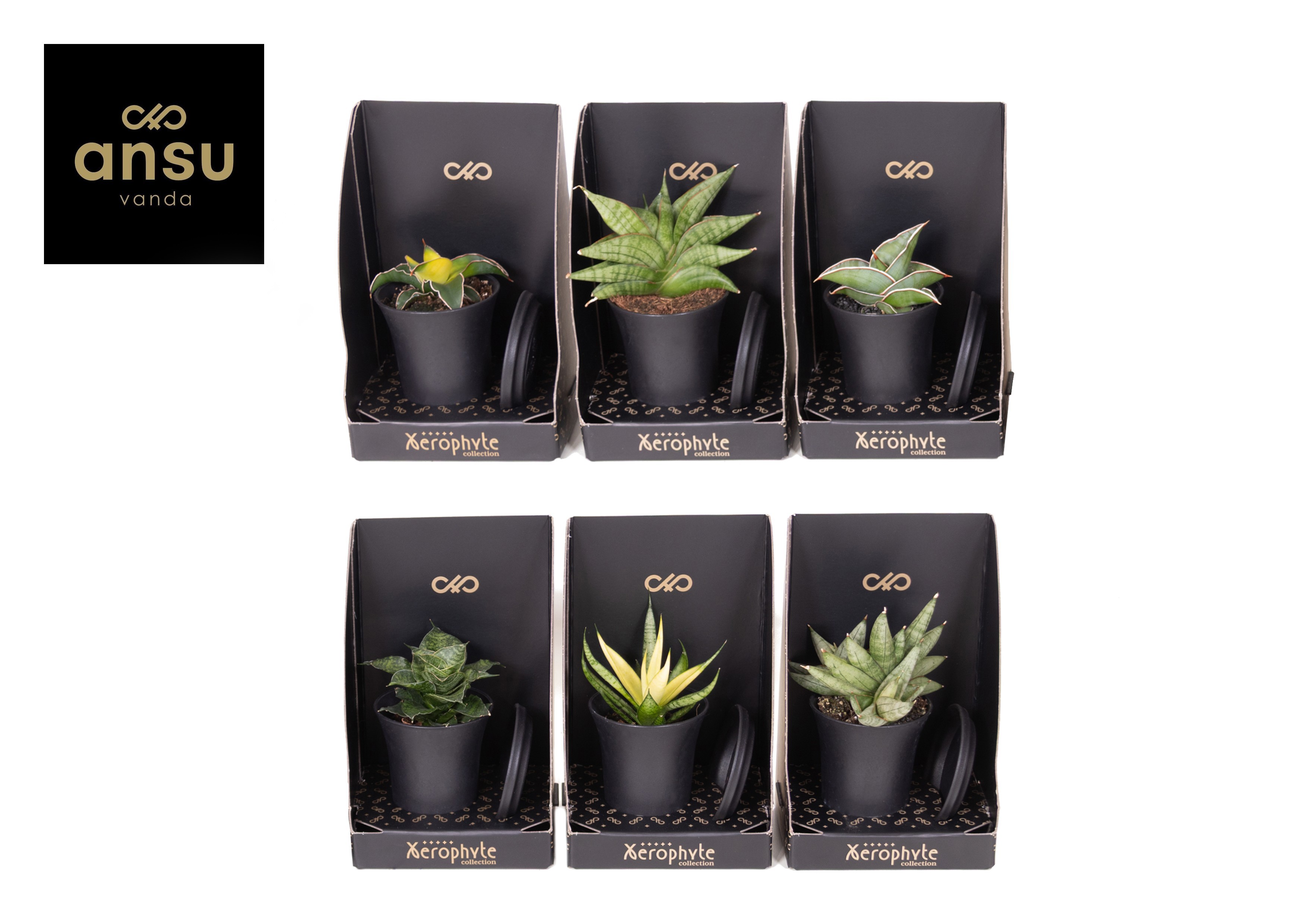 Xerophyte Collection - Sansevieria Mix, D 7,5