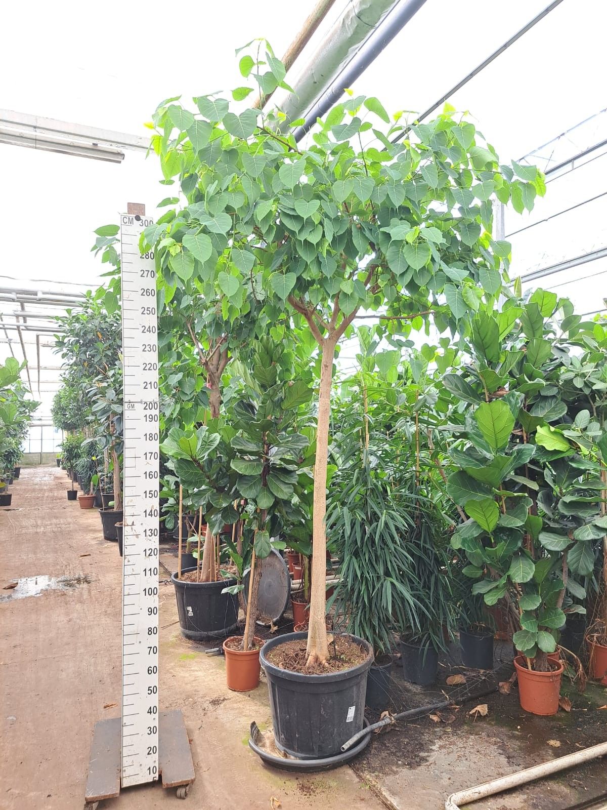 Ficus Religiosa stam 350, D 60 cm