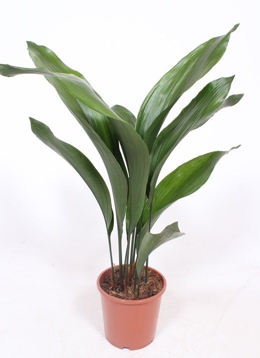 Aspidistra elatior, D 17 cm Aspidistra elatior, D 17 cm
