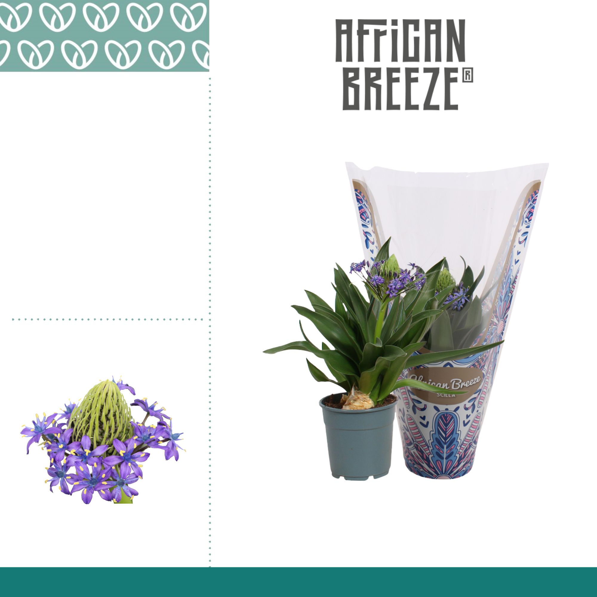 Scilla Peruviana, D 12