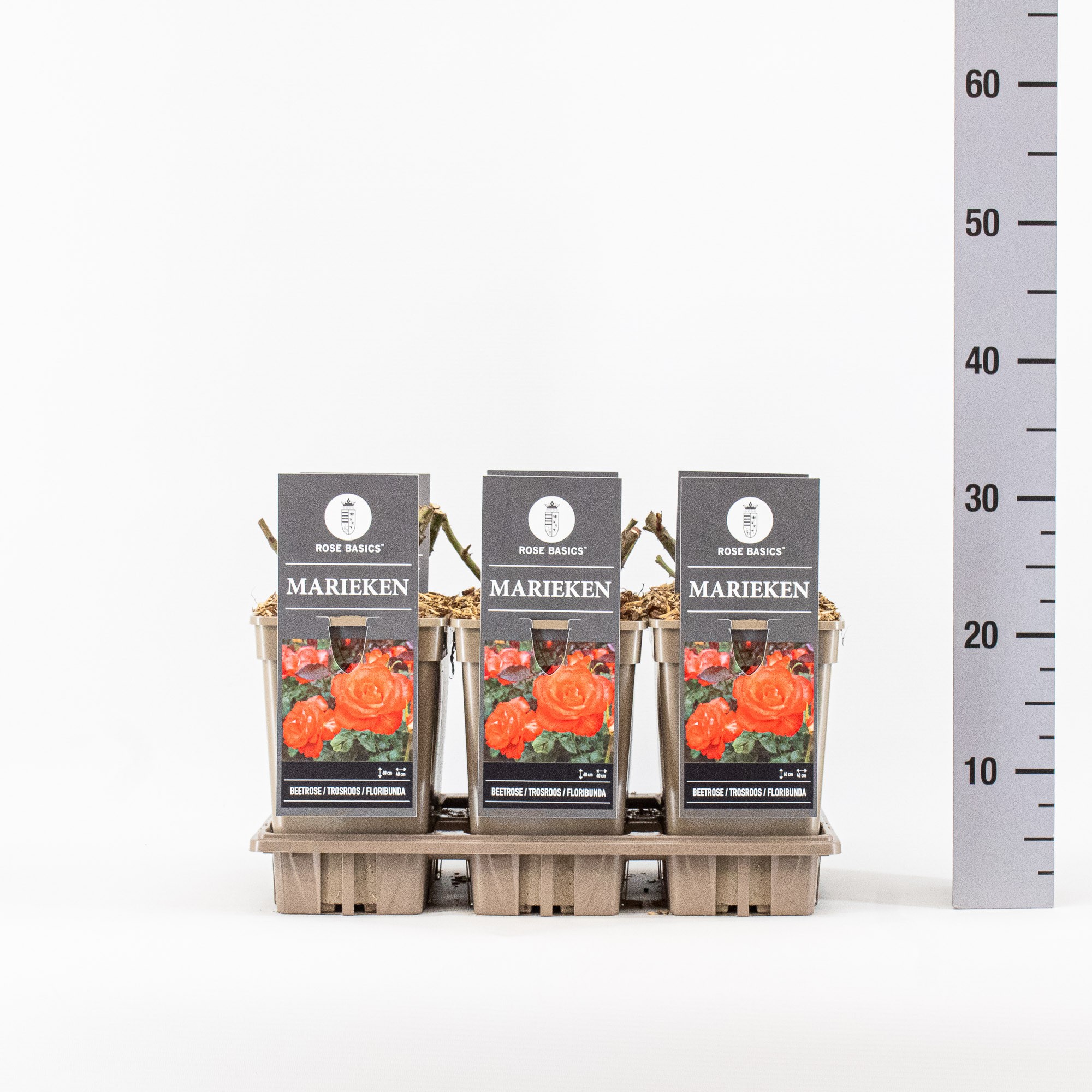 Rosa (F), Marieken, C3, D 17