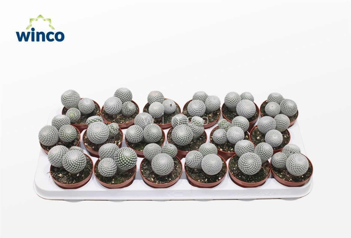 Mammillaria Microthele Superfina (group), D 8,5