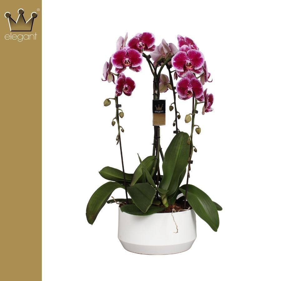 Phalaenopsis 3 tak, De Kroon Paars, D 25