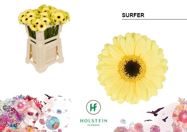 Гермини Серфер (крем.), шт.