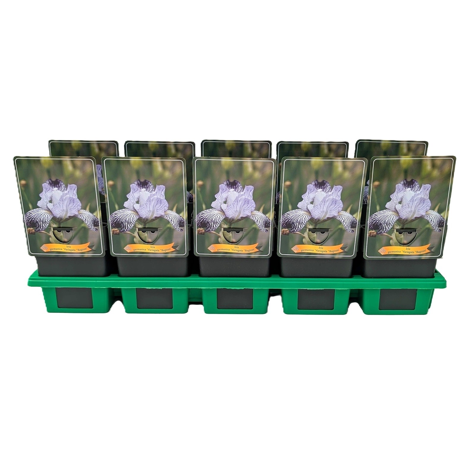 Iris germanica 'Variegata Reginae' P11, D 11