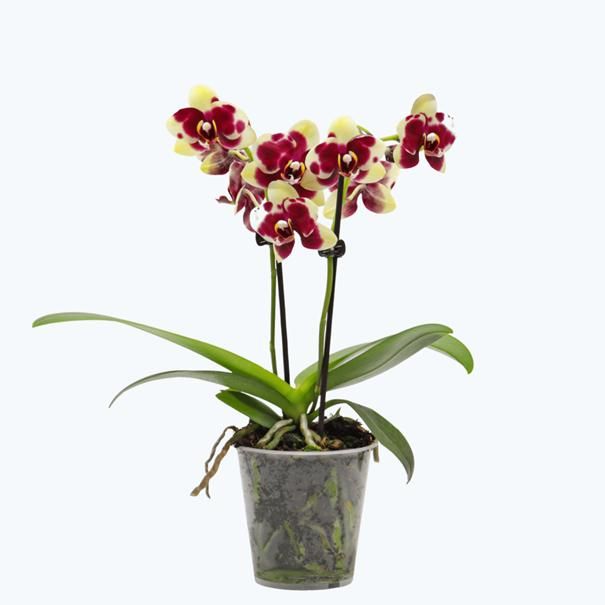 Phal. 2 tak 'Donauwelle' 9 cm Topf 'Table Dance', D 9