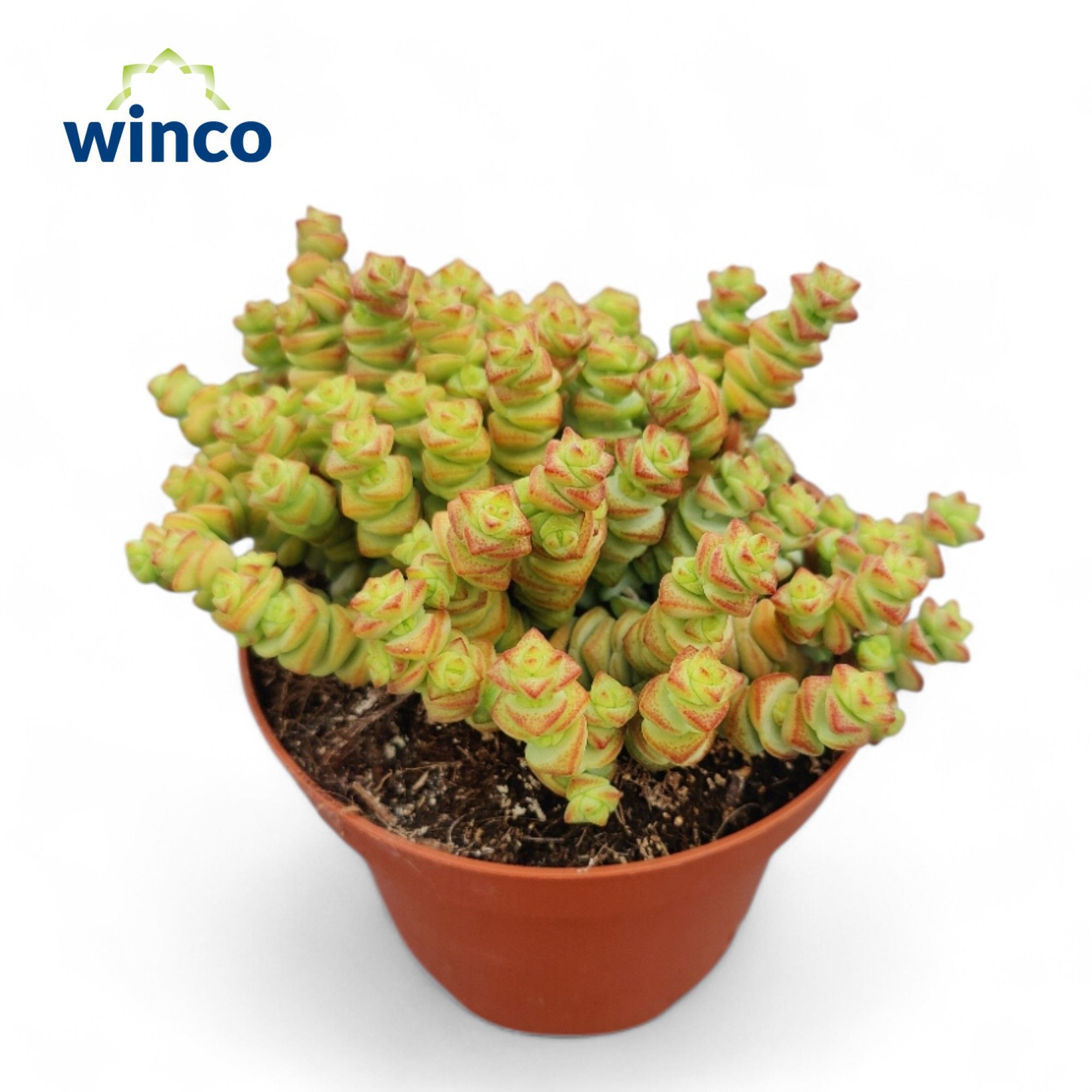 Crassula Marneriana, D 13