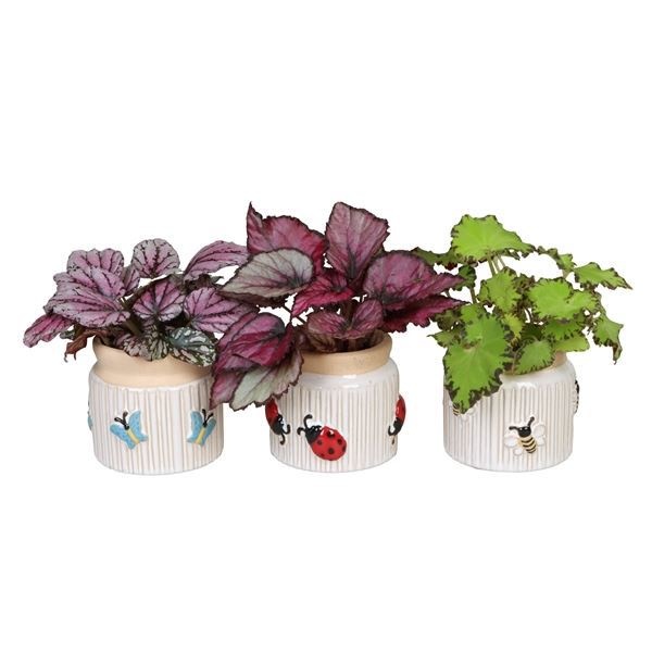 L 66636 with Begonia Rex Mix 6 cm, D 6 cm L 66636 with Begonia Rex Mix 6 cm, D 6 cm