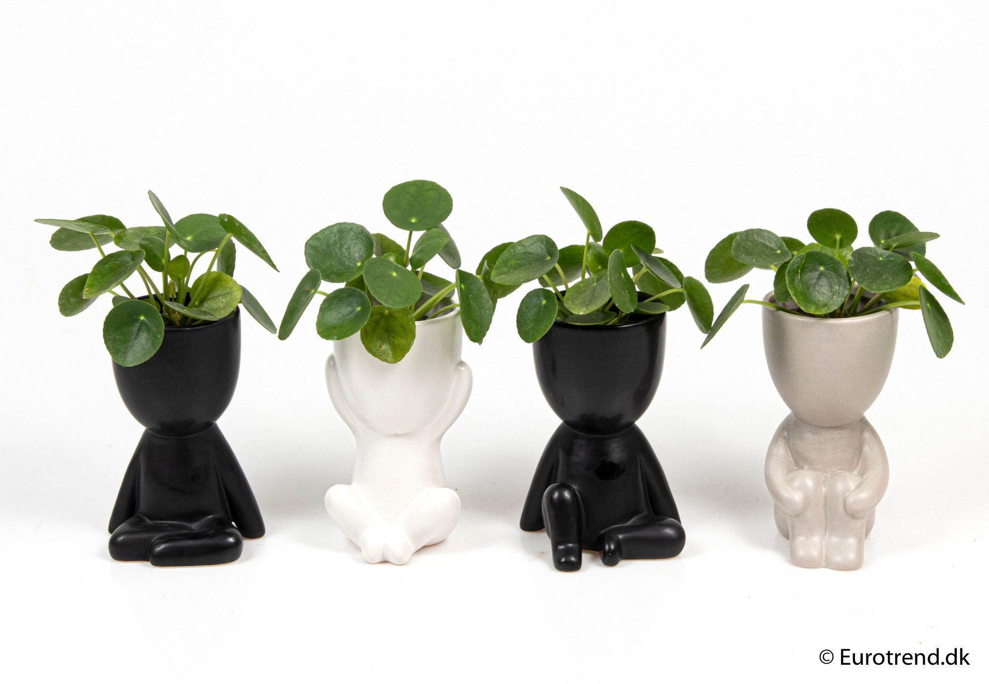Pilea Pepemioides in ceramic - New Look 2025, D 6