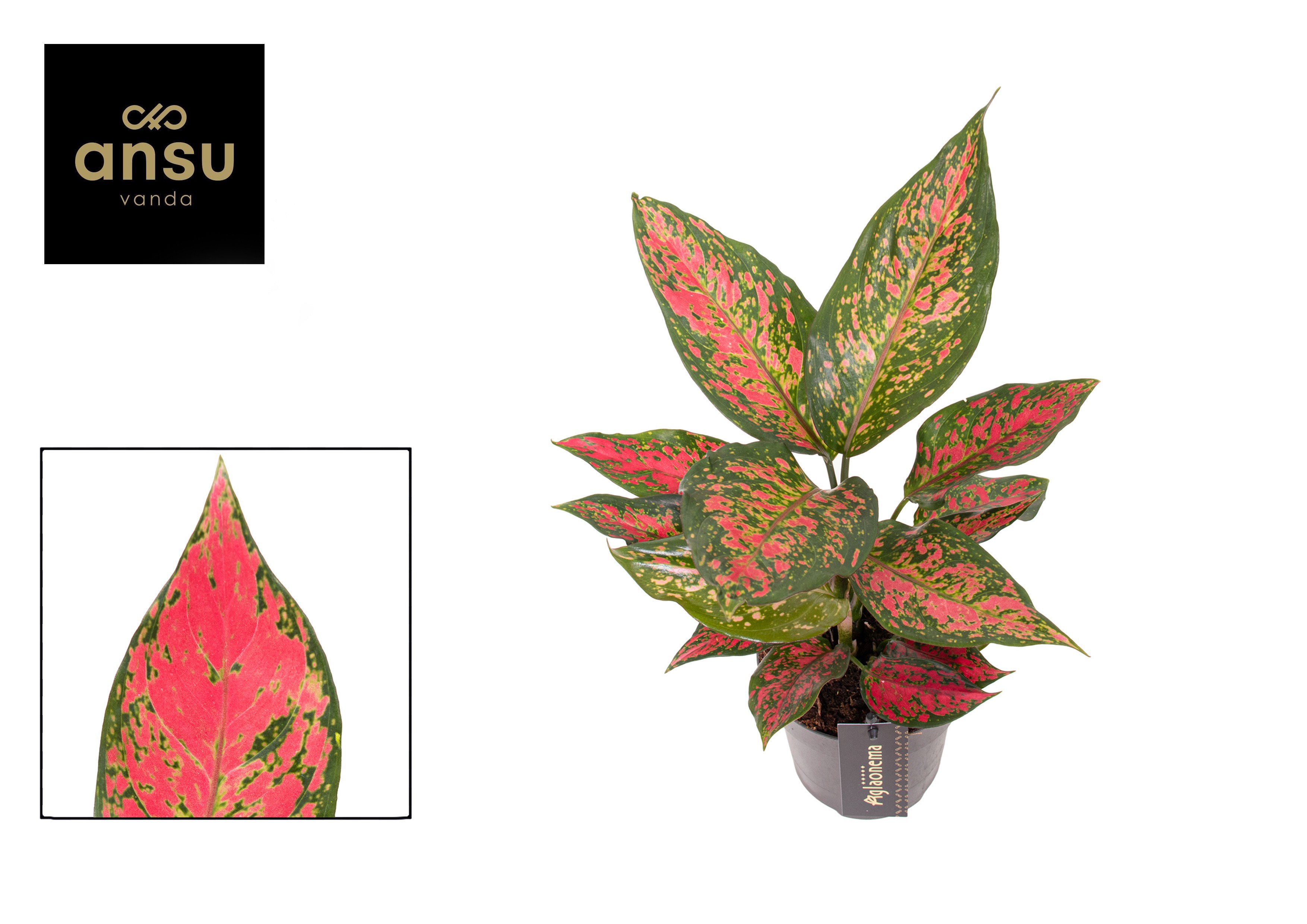 Aglaonema Strawberry Baby, D 12
