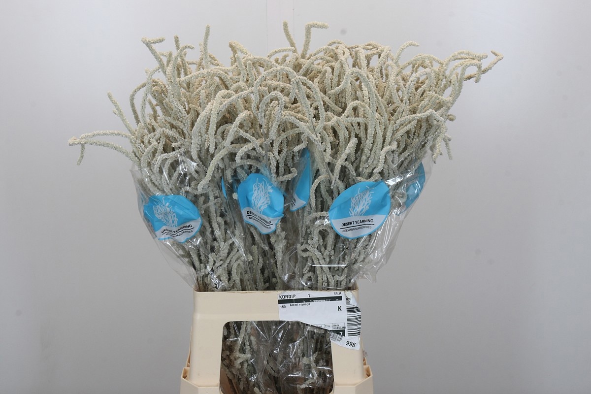 Амарантус Ярминг Десерт 70, шт.