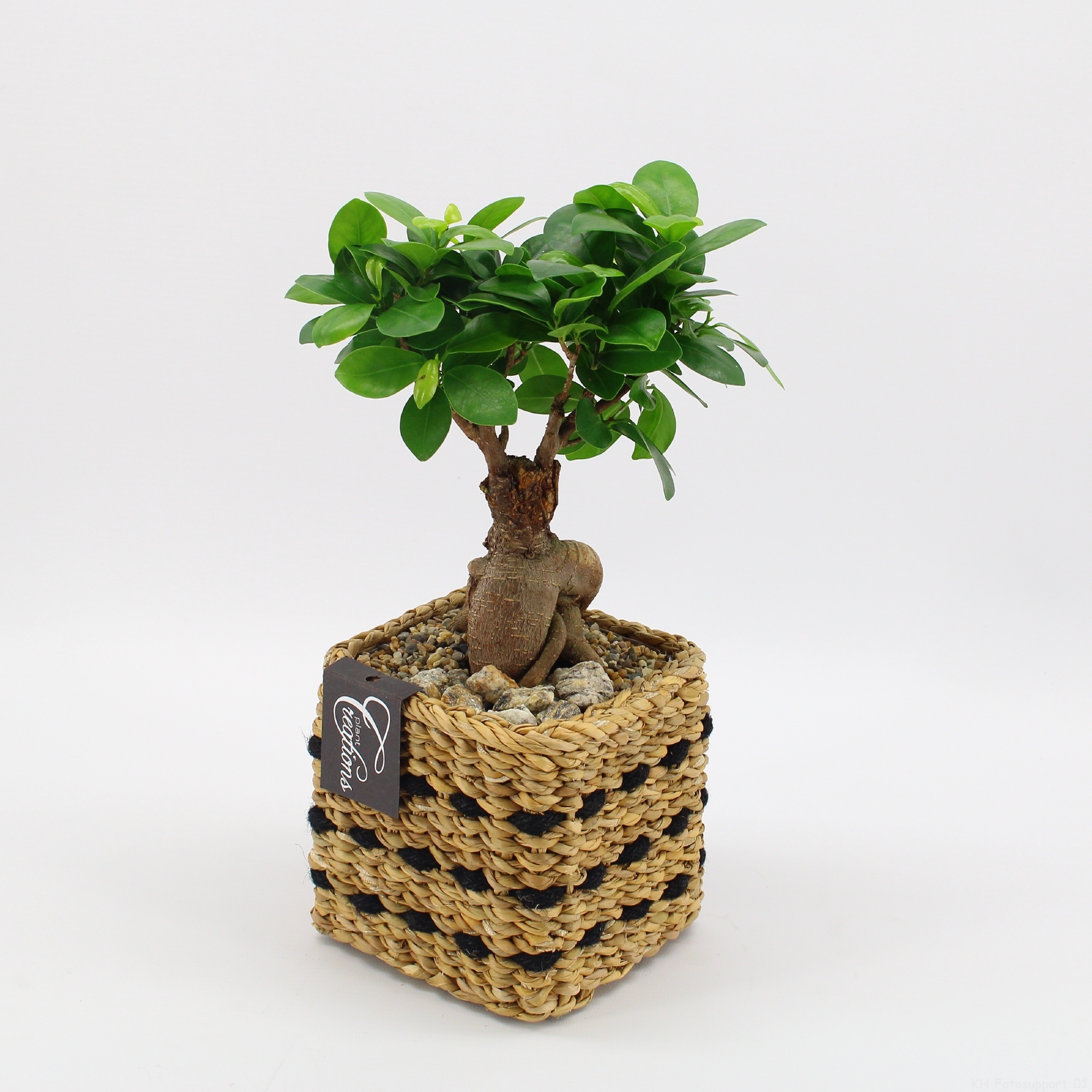 GRCR-2633 Green Essentials, D 12