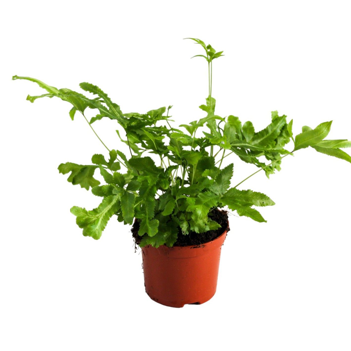 Pteris Cretica 'Mayi', D 8,5